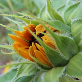 ヒマワリ(向日葵) ヒマワリ(向日葵) ヒマワリ,向日葵,花の写真素材