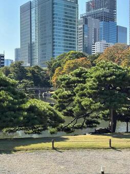東京都浜離宮恩賜庭園でのウォーキング 浜離宮恩賜庭園,風景,ビルの写真素材