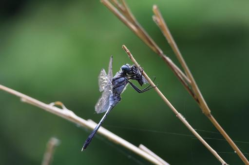 ハエを捕食するシオカラトンボ♂ シオカラトンボ,トンボ,蜻蛉の写真素材