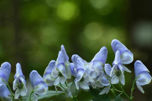 トリカブト トリカブト,花,北海道の写真素材