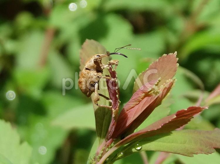 クヌギゾウムシ 昆虫,甲虫,ゾウムシの写真素材