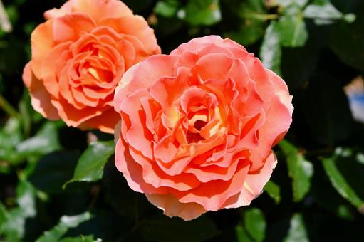 薔薇 ブラスバンド 薔薇 ブラスバンド 薔薇,ブラスバンド,オレンジの写真素材