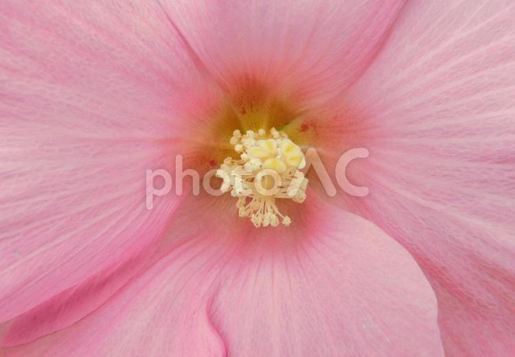 ピンクのフヨウ　アップ 花,フヨウ,芙蓉の写真素材