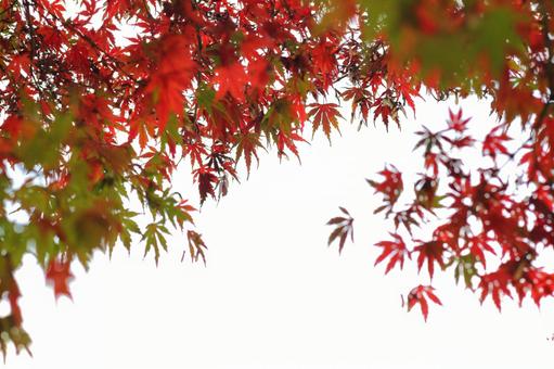 Photo, los colores del otoño, arce, rojo, 