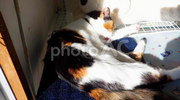 朝の毛繕いする三毛猫 三毛猫,calico,catの写真素材