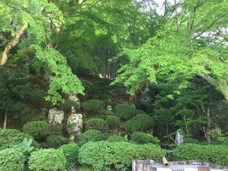 大分県国東半島　新緑の両子山の写真