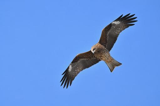 Black Kite, JPG