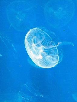 ミズクラゲ底面 ミズクラゲ,クラゲ,毒の写真素材