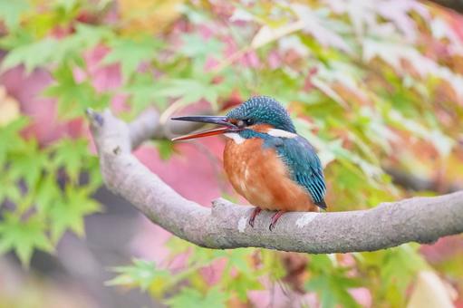 青紅葉とカワセミ カワセミ,紅葉,野鳥の写真素材