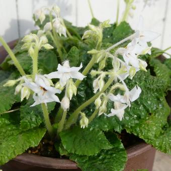 White flowers of Gesneria, JPG