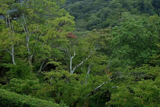 徳島眉山から広がる森林を望む 徳島,眉山,森林の写真素材