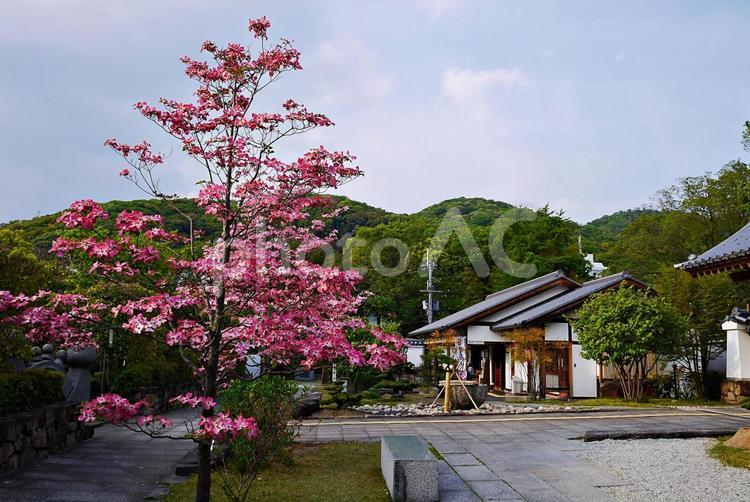 ハナミズキ咲く池田城跡公園 ハナミズキ,花水木,花の写真素材