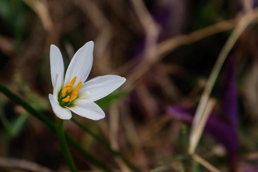凛と咲くタマスダレの花 凛と咲くタマスダレの花の写真