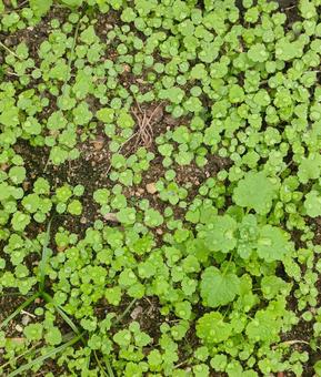 野草 野草 野草,葉っぱ,雑草の写真素材