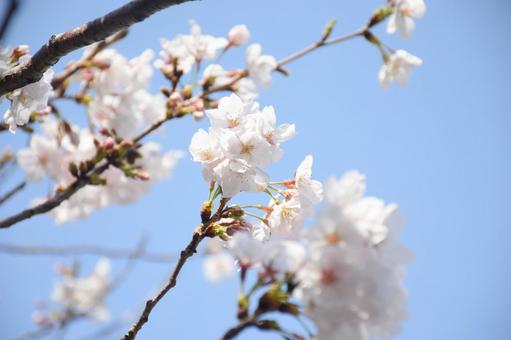 桜 桜の写真