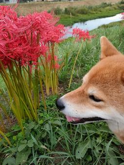 彼岸花と柴犬! 彼岸花と柴犬! 犬,柴犬,shibainuの写真素材