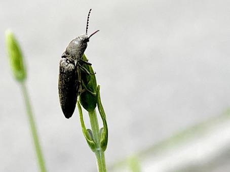 Photo, click beetle, skipjack (beetle of family elateridae), rusty chicory, 