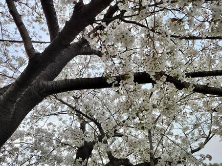 桜 桜の写真