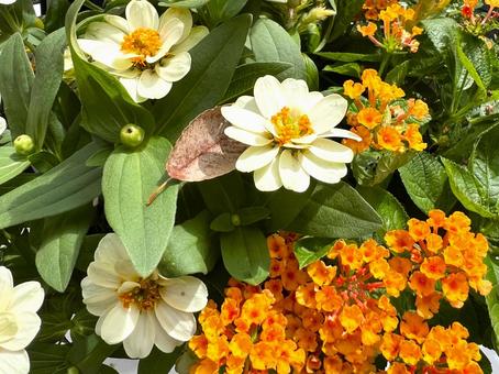 秋の花 秋の花 秋,花,風景の写真素材