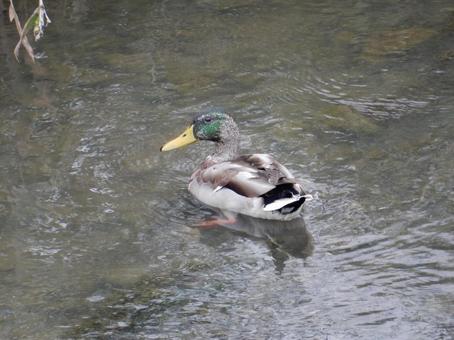 【鳥の写真】マガモ（真鴨）の写真