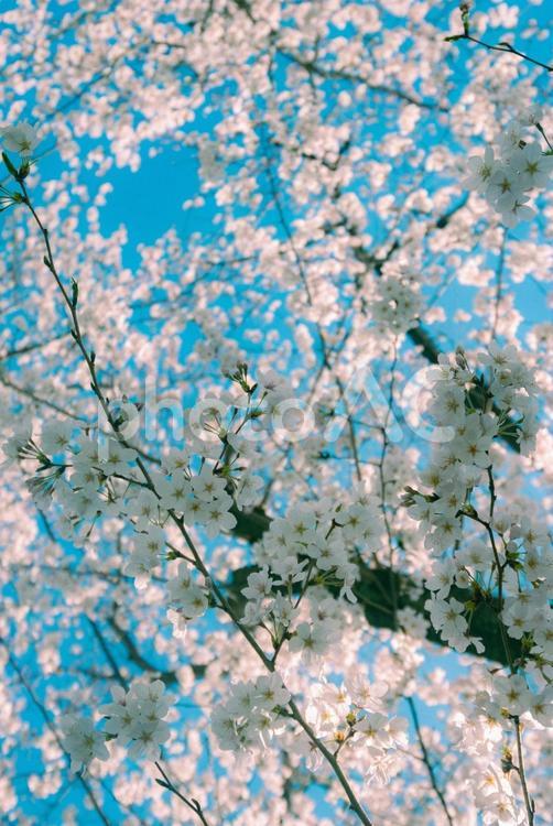満開の桜の花を見上げて 春,桜,花の写真素材