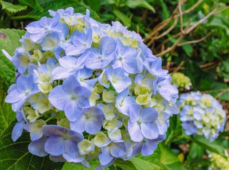 華麗なアジサイの花42 華麗なアジサイの花42の写真