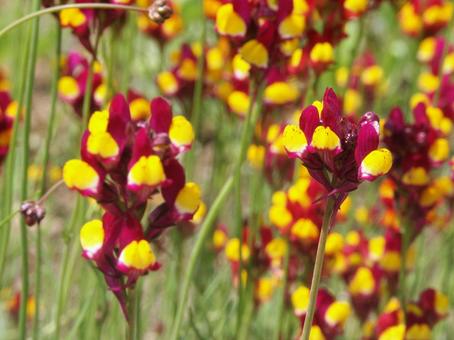 リナリア　咲く風景 リナリア,自然風景,草花の写真素材