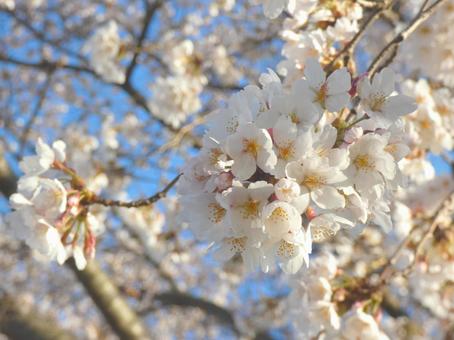 Cherry blossoms in full bloom_44, JPG Cherry blossoms in full bloom_44, JPG