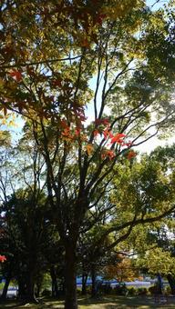 紅葉 紅葉の写真
