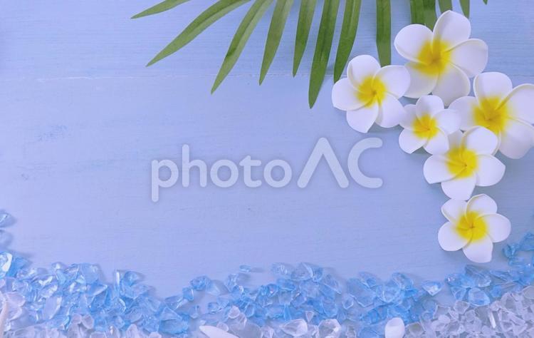 ハイビスカスとヤシ、海のイメージ ハイビスカス,花,海の写真素材