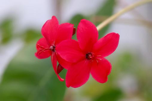 9月中旬の温室のテイキンザクラの花 9月中旬の温室のテイキンザクラの花 テイキンザクラ,花,植物の写真素材