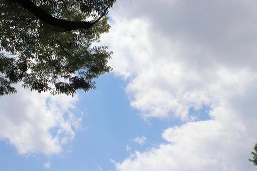 見上げた青空の写真