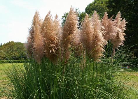 ムラサキシロガネヨシの写真
