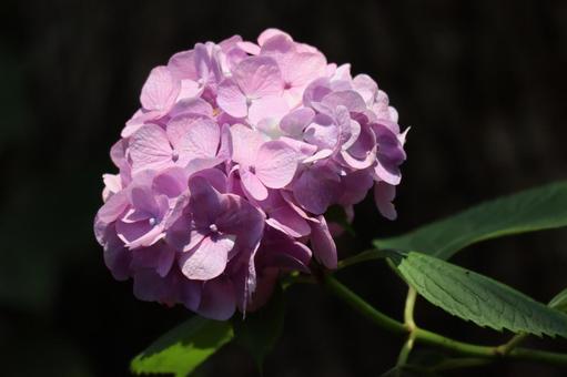 Photo, branch, bloom, pink, 