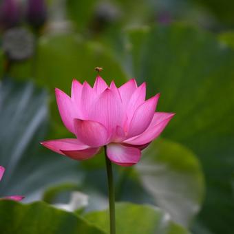 Oga lotus, JPG