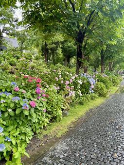 紫陽花9 あじさい,アジサイ,紫陽花の写真素材