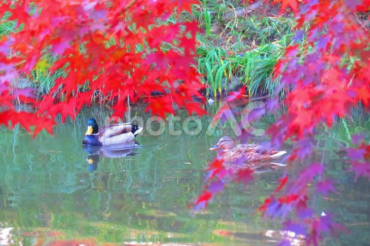 １１月中旬の早朝の栗林公園の紅葉とマガモ 背景,紅葉,きれいの写真素材