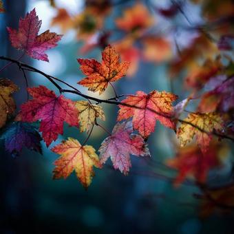 綺麗な紅葉 綺麗な紅葉の写真
