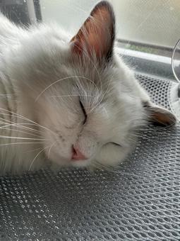 ラグドールの子猫の寝顔 猫,かわいい,もふもふの写真素材