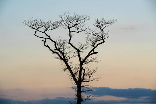 枯れ木がシルエットを描く晩秋の夜明け 夜明け,朝焼け,枯れ木の写真素材