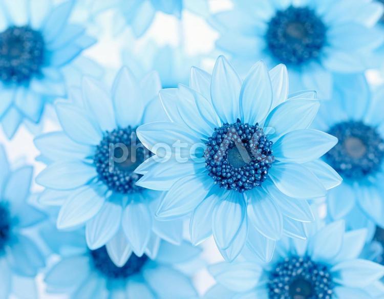 ガラスの淡い水色のひまわり　01 ひまわり,向日葵,sunflowersの写真素材