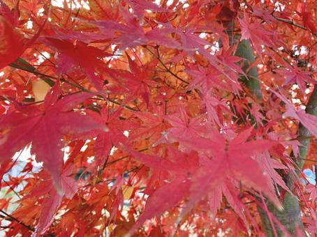 秋のもみじ3 紅葉,もみじ,秋の写真素材