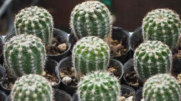 多肉植物　小さなサボテン サボテン,さぼてん,シャボテンの写真素材