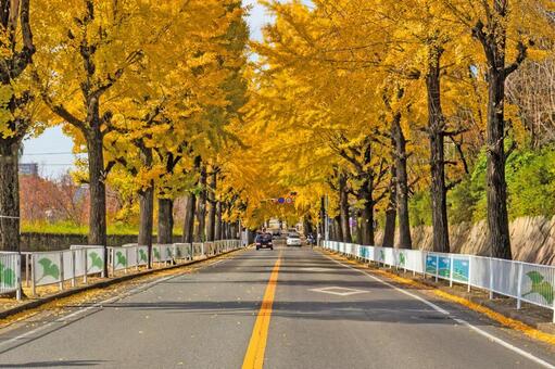 黄金色の銀杏並木が美しい日本の秋景 秋,銀杏,並木の写真素材