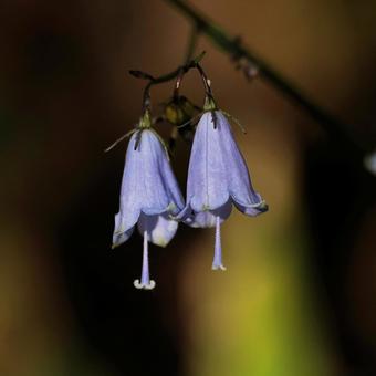 ツリガネニンジン ツリガネニンジン,野草,山野草の写真素材