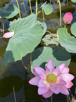 蓮の花2 蓮の花2 蓮,蓮の花,古代蓮の里の写真素材