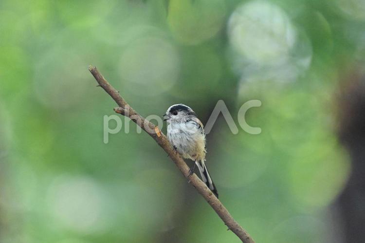 枝に止まるエナガの幼鳥 エナガ,可愛い,山野の鳥の写真素材