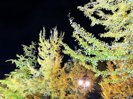 夜の紅葉　イチョウの木 イチョウ,夜の紅葉,紅葉の写真素材