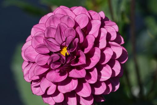 ダリア（スタリーナイト） ダリア,スタリーナイト,赤紫色の写真素材