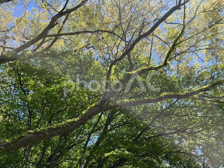 新緑のツタと大木 新緑,ツタ,木の写真素材